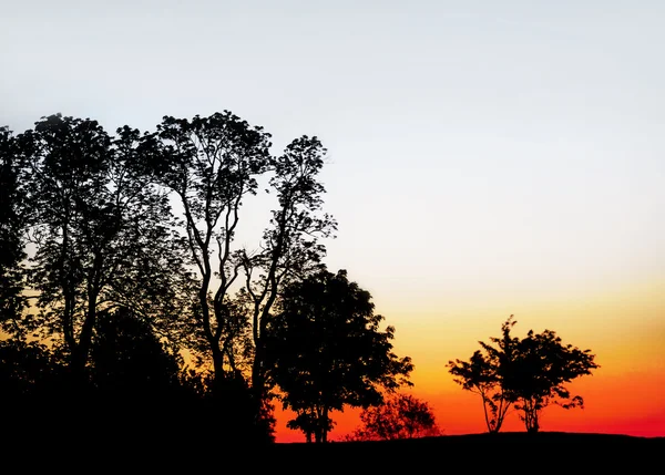 Bomen bij dageraad met intens oranje hemel — Stockfoto