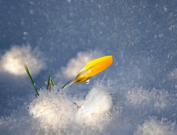 Gul krokus i snö — Stockfoto