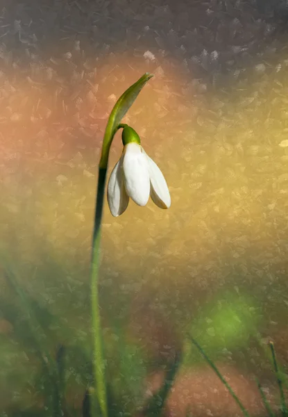 Snow drop på färgstarka bakgrund — Stockfoto