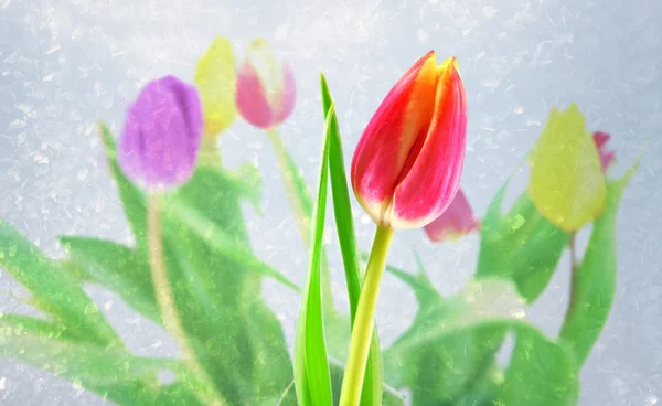 Rote und gelbe Tulpen — Stockfoto