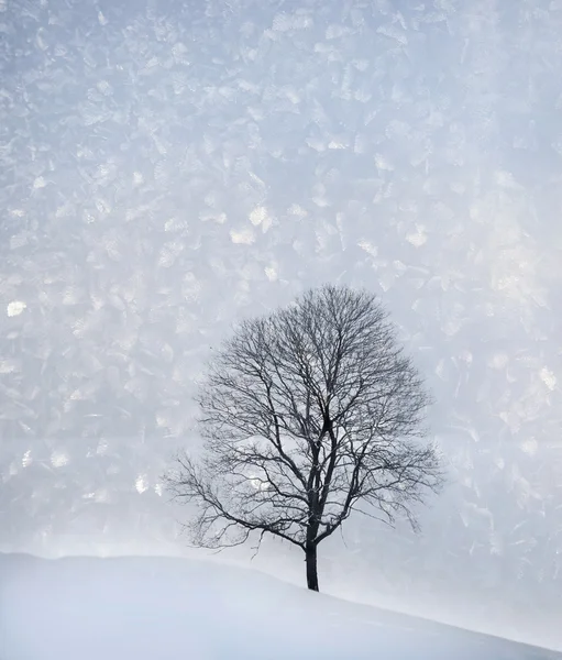 Albero nudo in inverno — Foto Stock