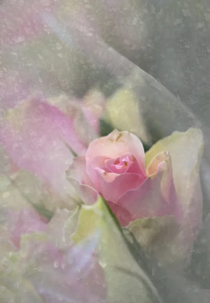 Pink rose with  ice crystals — Stock Photo, Image