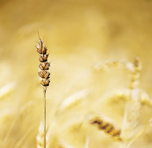 Alandaki olgun Mısır gevreği — Stok fotoğraf