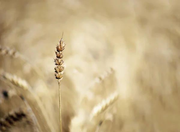 Cereales maduros en campo —  Fotos de Stock