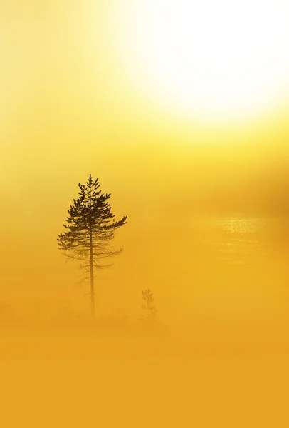 Pino in una fitta nebbia all'alba — Foto Stock