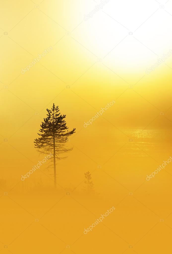 Pine tree in heavy fog at dawn