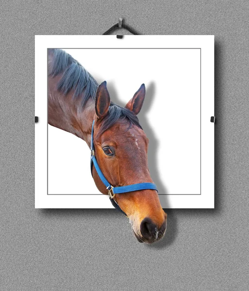 Brown horse hanging on wall — Stock Photo, Image