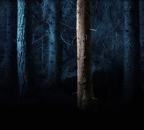 Floresta na luz da noite — Fotografia de Stock