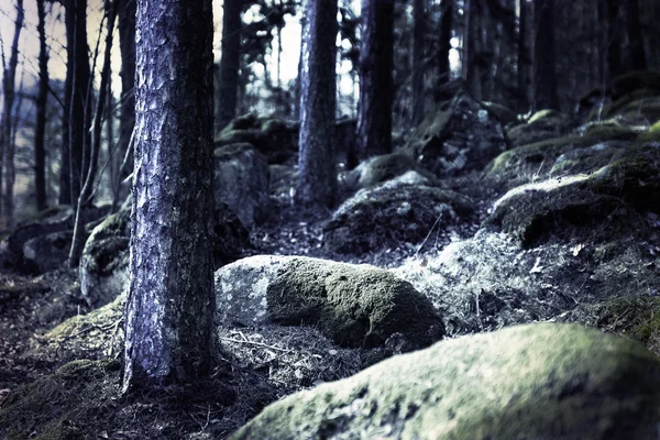 Creepy темний ліс — стокове фото