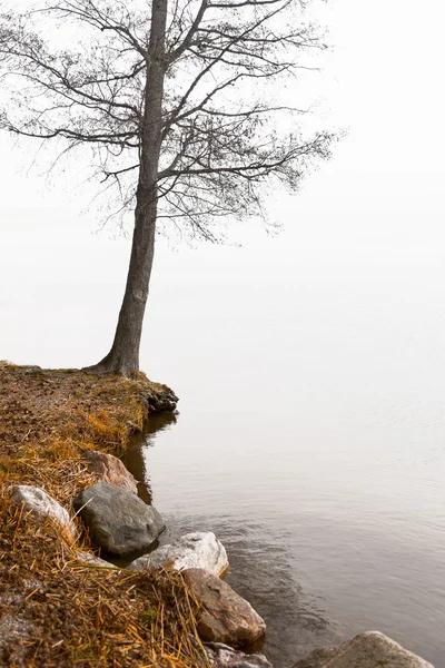 Árbol desnudo por el agua — Foto de Stock