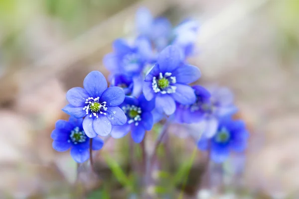 Purple liverwort flowers — Stock Photo, Image