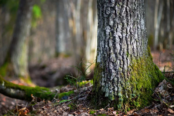 Árbol de coníferas en áreas silvestres — Foto de Stock