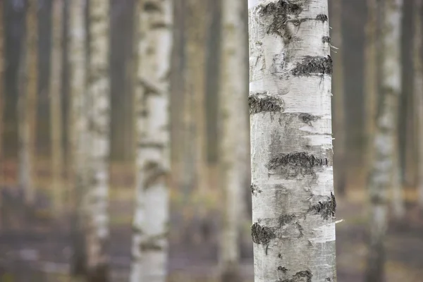 Trunk of birch tree — Stock Photo, Image