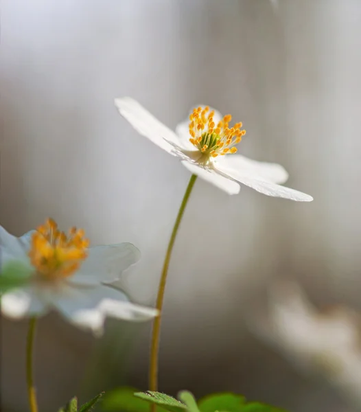 Anémona nemorosa o molusco — Foto de Stock