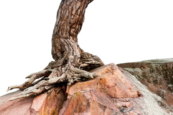 Árbol creciendo en roca — Foto de Stock