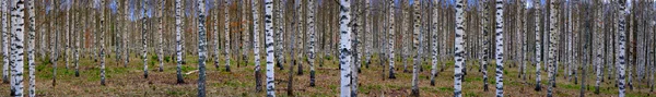 Панорамний вид на березовий ліс — стокове фото