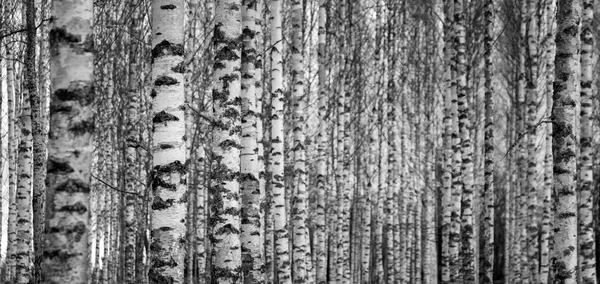 Forest met stammen van berkenbomen — Stockfoto