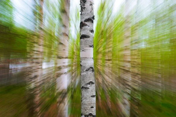 Stammen av Björk träd på våren — Stockfoto