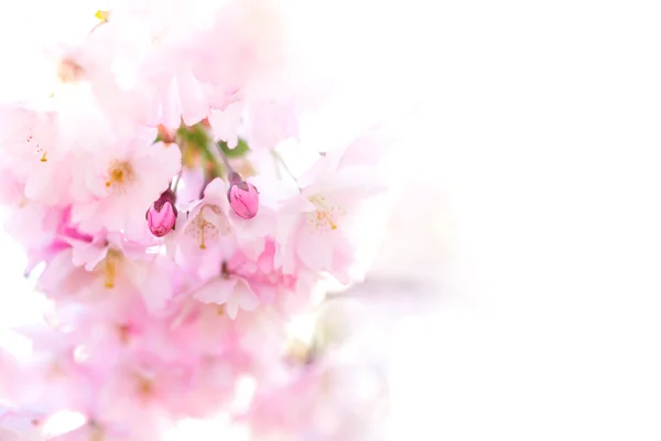 Gemme di fiori di ciliegio rosa — Foto Stock