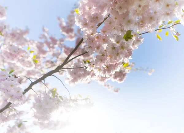 Pink cherry flowers on bright blue sky — Stock Photo, Image