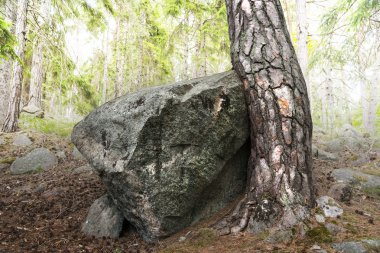 Çam ağacı büyük granit boulder büyür