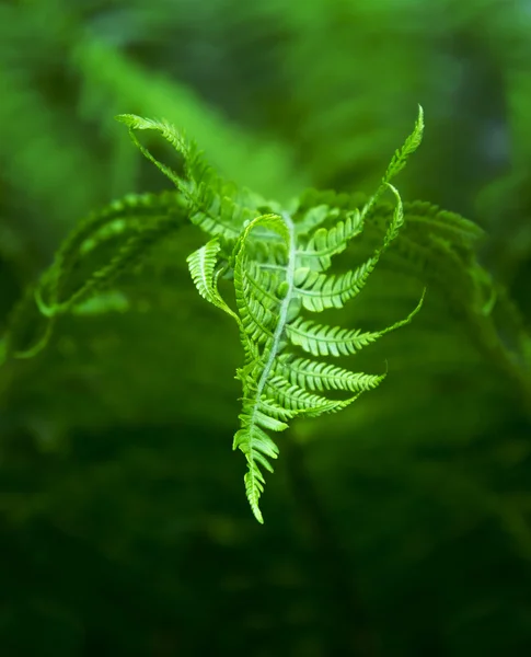 Nouvelle feuille de fougère — Photo