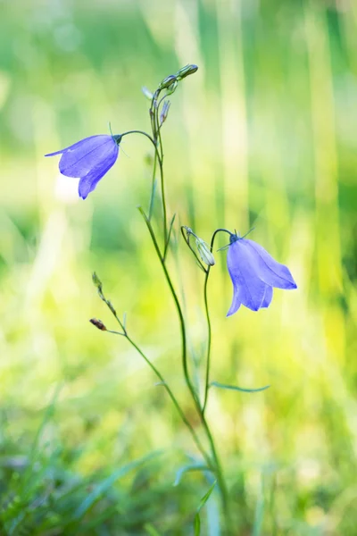 Schöne Glockenblumen — Stockfoto