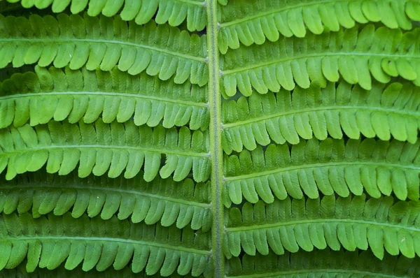 新鮮なシダの葉 — ストック写真
