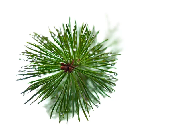 Wet needles on pine tree — Stock Photo, Image