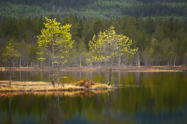 Μικρά πεύκα σε tarn — Φωτογραφία Αρχείου