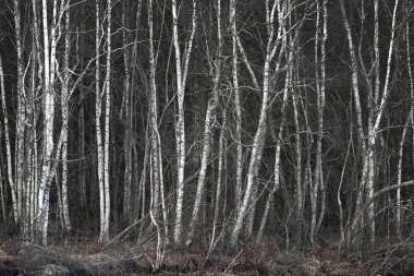 çıplak huş ağaçları koru