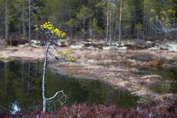 Kleine pijnboom in wetland — Stockfoto