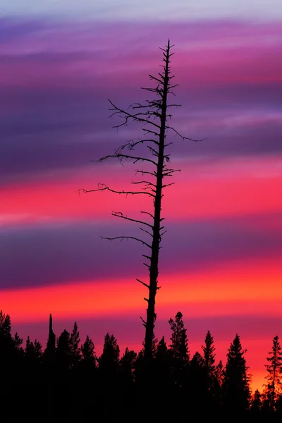 해질 때의 마른 나무 — 스톡 사진
