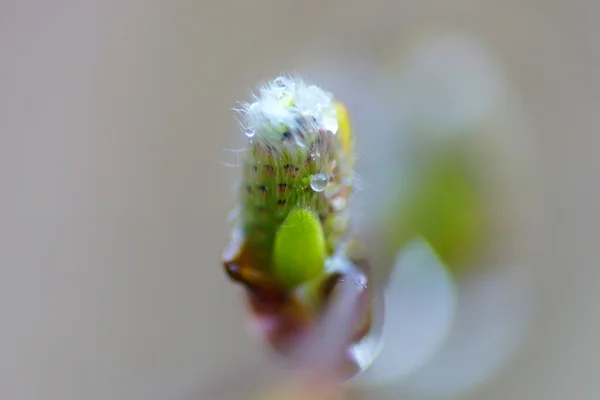 Bud van pussy willow — Stockfoto