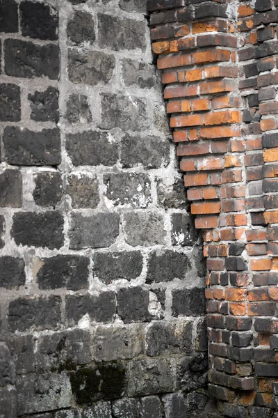 Ancient wall with fungus