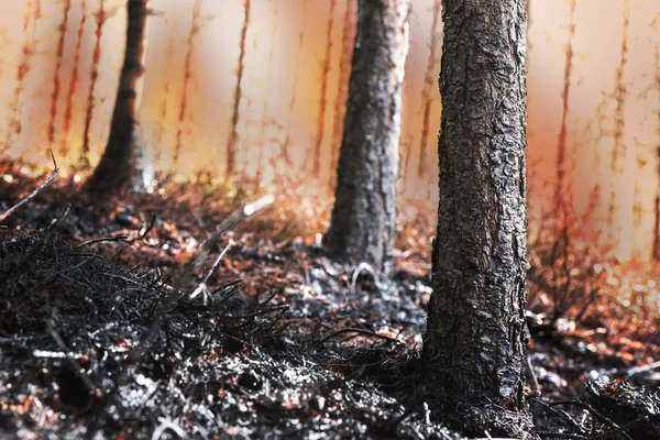 Forêt en feu avec des arbres brûlés — Photo