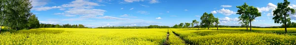 Paisaje con campo de colza — Foto de Stock