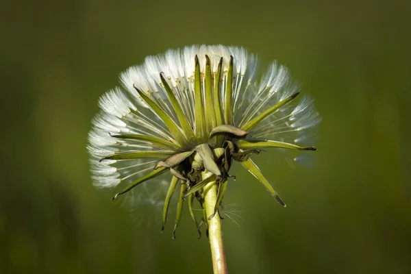 Dandelion with white seeds — Stock Photo, Image