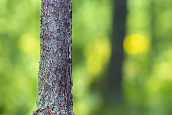 Trunk of pine tree — Stock Photo, Image