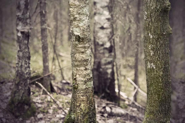 Uralter Wald — Stockfoto