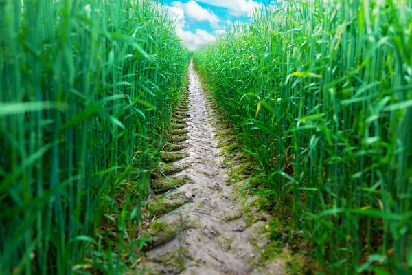 Pista de neumáticos en campo de trigo — Foto de Stock