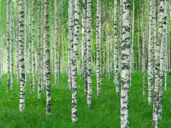 Summer landscape with straight birch trees — Stock Photo, Image