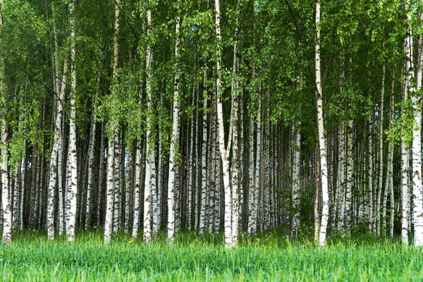 Grove of birch trees — Stock Photo, Image
