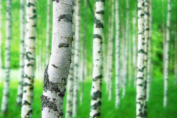 Trunk of birch tree — Stock Photo, Image