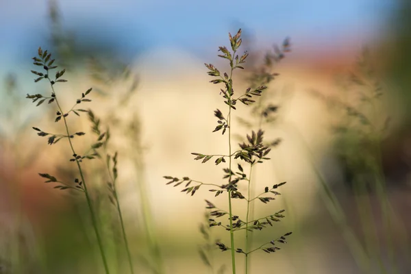 Grama no fundo azul e amarelo — Fotografia de Stock