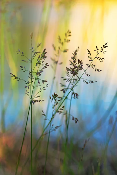 Grass on bright background — Zdjęcie stockowe