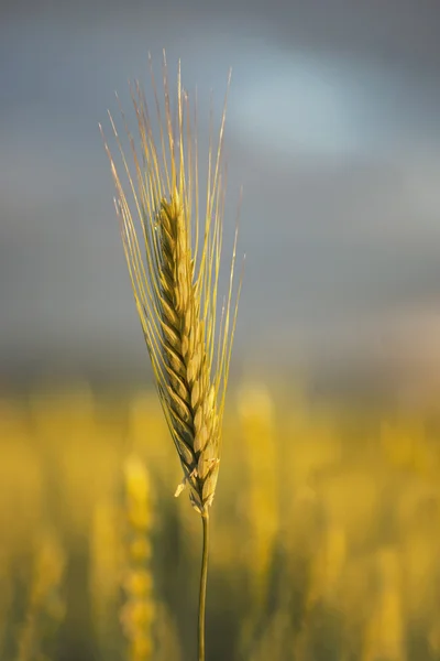 Пшениця ввечері сонячне світло — стокове фото