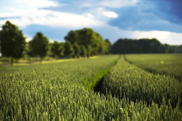 Paisagem rural com campo de trigo — Fotografia de Stock