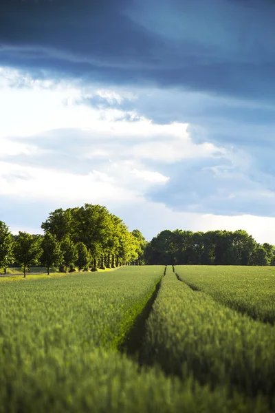 Tarweveld en landweg — Stockfoto