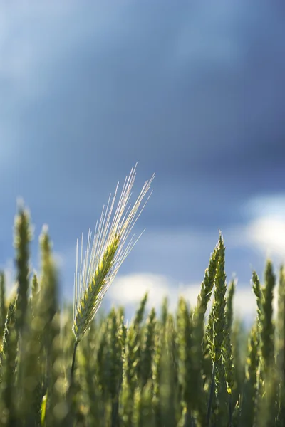 Wheat in field on blue sky — Stockfoto